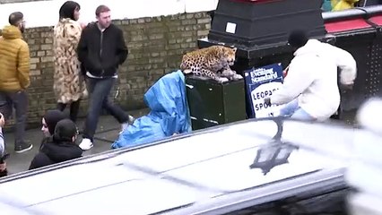 LEOPARD PRANK! - In Camden Town!