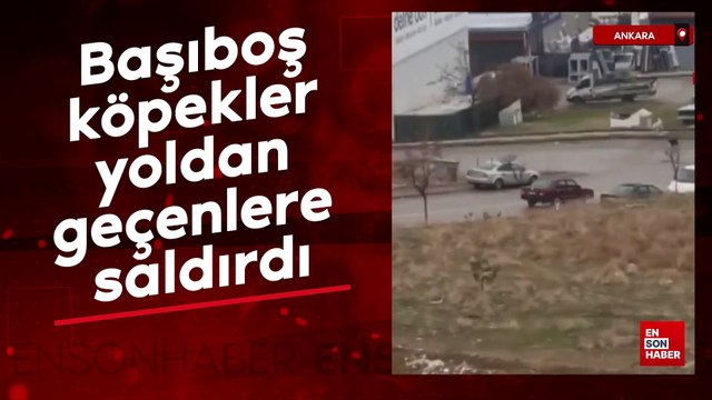 Ankara'da yolda yürüyen vatandaşa başıboş köpekler saldırdı