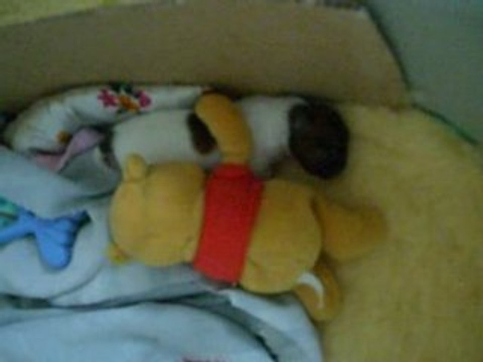 Son pote winnie!ça dure 2   secondes