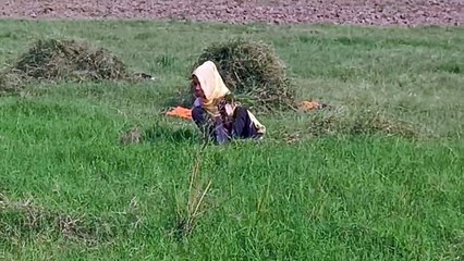 शीत लहर और कड़ाके की सर्दी ने बढ़ाई ठिठुरन, लोगों का जनजीवन बेहाल, रवि फसल में भी नुकसान