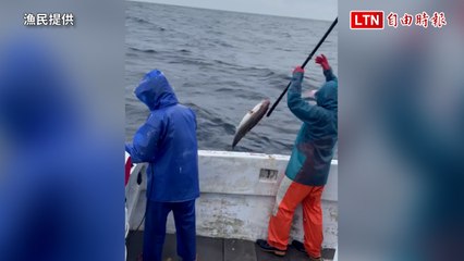 今年入冬最大紅魽釣獲 48公斤售出12000元（漁民提供）