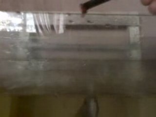 Feeding fishes