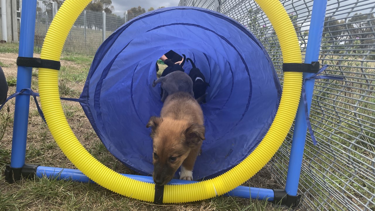 Puppies available for adoption at BARC