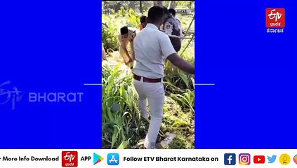 ತುಮಕೂರು: ಸೆರೆಯಿಂದ ತಪ್ಪಿಸಿಕೊಳ್ಳುತ್ತಿದ್ದ ಚಿರತೆಯ ಬಾಲ ಹಿಡಿದು ಬಲೆಗೆ ಬೀಳಿಸಿದ ಯುವಕ!