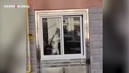 Camı açmayı öğrenip evden kaçmaya karar veren kedinin görüntüleri gündem oldu