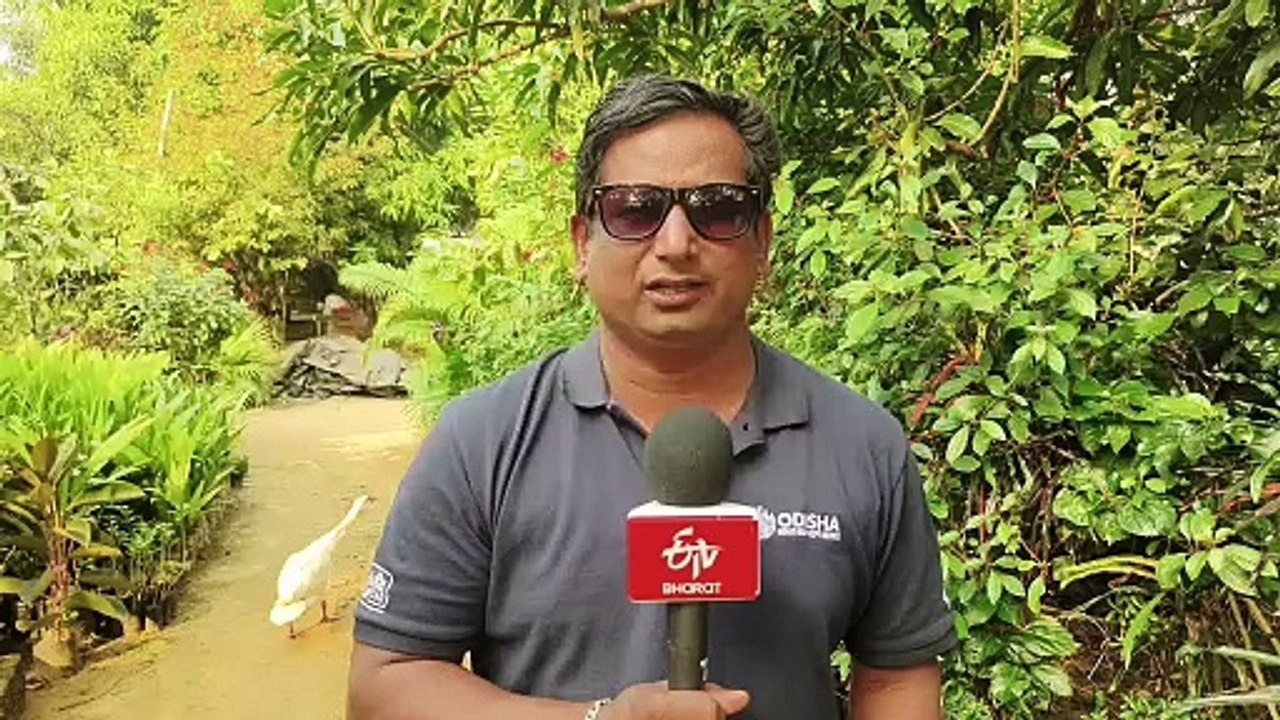 ଦେବୀ ମୁହାଁଣରେ ଅଲିଭ ରିଡଲେ କଇଁଛଙ୍କ  ଅଣ୍ଡାଦାନ