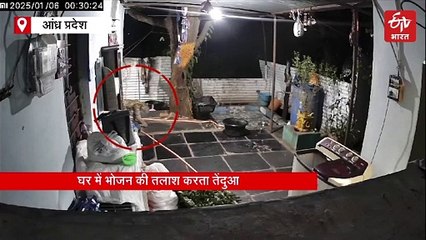 Leopard roaming in Srisailam -CCTV footage