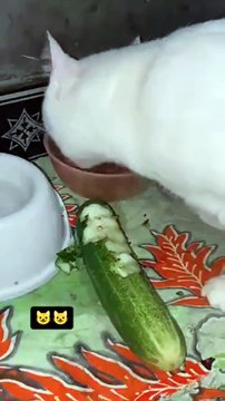 Un chat gourmet... repas très drôle