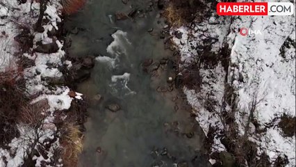 Tunceli'de Yaban Keçileri Çiftleşme Mevsiminde Görüntülendi