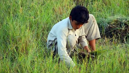 5 Scenes in 1 VIDEO | Videography From Village Phulpota | Village Life | max RECORDS