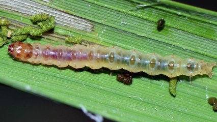 Sâu cuốn lá lúa và biện pháp phòng trừ