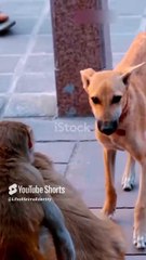 Tommy the Detective Dog_ Biscuit Mystery Solved!    #animalbehaviors #animals #dangerousanimals #dog