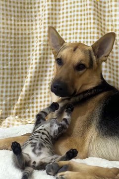 Cute animals 🐱❤️funny kitten & dog #funny #funny #animals #shorts #kitten#dog