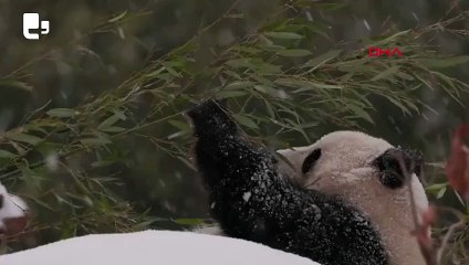 ABD’de karda oynayan pandalar kameralara yansıdı