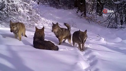 Bursa’da görüntülendi! Rengiyle dikkat çekti