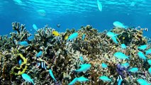 Underwater Wonders 4K -  Incredible Colorful Ocean Life ｜ Marine Life ｜ Scenic Relaxation Film
