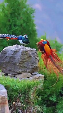 Vibrant Wings: Stunning Birds of Paradise 🌴🐦✨, Colorful Feathered Friends 🌸🐣, Beautiful Birdwatching Moments 🌻🌺, Exotic Avian Wonders 🦅🌴, Nature's Masterpiece: Gorgeous Birds 🌸🐦