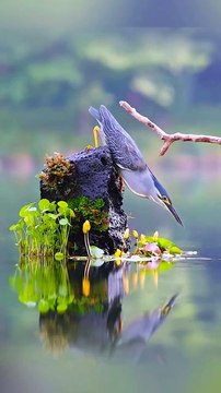 Catch! 🌊🐟 Birds Snatching Fish from Water 🐦, Amazing Bird Fishing Skills 🎣🌴, Feathered Fishermen: Birds Catching Fish 🐟🌻, Aquatic Action: Birds vs Fish 🌊🐦, Nature's Hunters: Birds Catching Prey