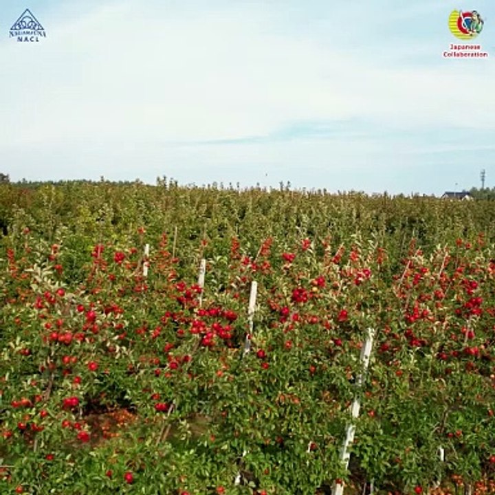Boosting Large-Scale Crops with Agrochemicals in India | Fungicide