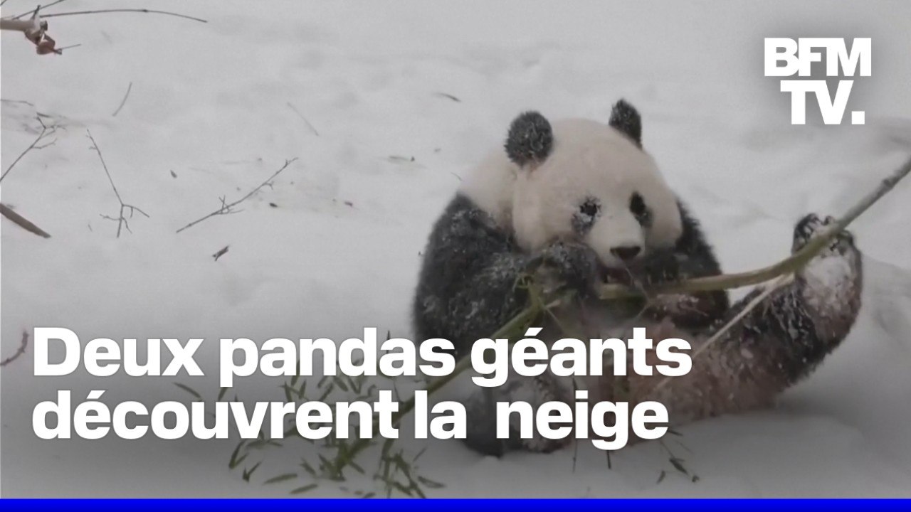 États-Unis: deux pandas géants sous la neige après le passage de la tempête hivernale à Washington
