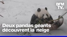 États-Unis: deux pandas géants sous la neige après le passage de la tempête hivernale à Washington