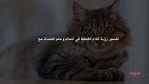 تفسير رؤية كلام القطط في المنام وحلم التحدث مع قطة