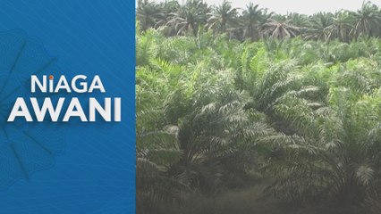 Sarawak perlu lebih 800,00 pekerja ladang kelapa sawit