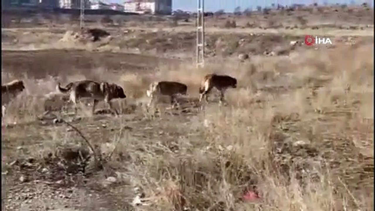 Sahipsiz köpekler sürüden ayrılan koyunlara saldırdı