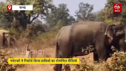 बुजुर्ग हथिनी को घूमाने निकला हाथियों का झुंड, पन्ना में पर्यटकों ने रिकॉर्ड किया रोमांचित वीडियो