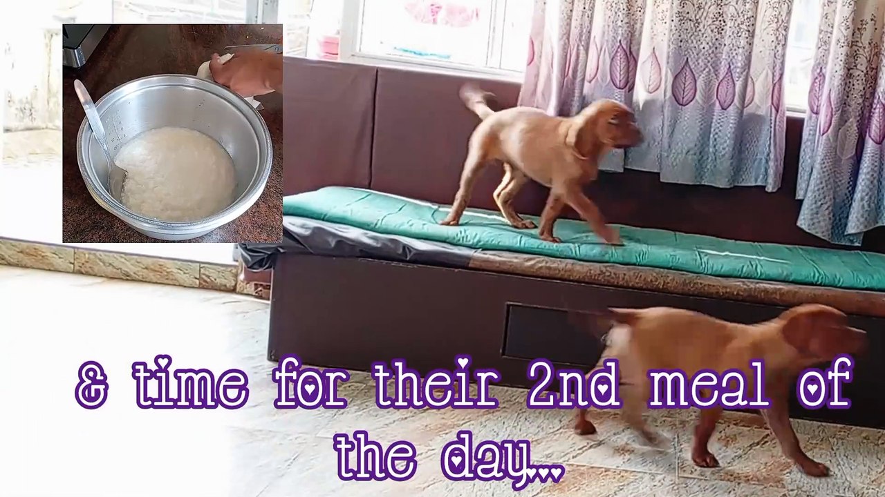 Curds, Rice, and Cuddles: A Mischievous French Mastiff Puppy Day!!! 🐶| Must Watch Dogue De Bordeaux|