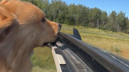 Pet dog loves his sunroof ride with fur blowing in the breeze