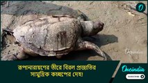 রূপানারায়ণের তীরে বিরল প্রজাতির সামুদ্রিক কচ্ছপের দেহ! উদ্ধার করলেন বন্যপ্রাণ সংরক্ষণকারীরা