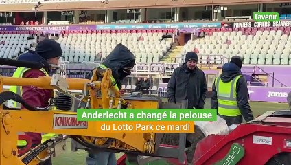 Le RSCA a installé sa nouvelle pelouse ce mardi