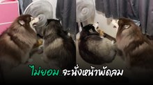 ศึกแย่งพัดลม ของต้าวป่วนมีโวยวายแล้วหนึ่ง
