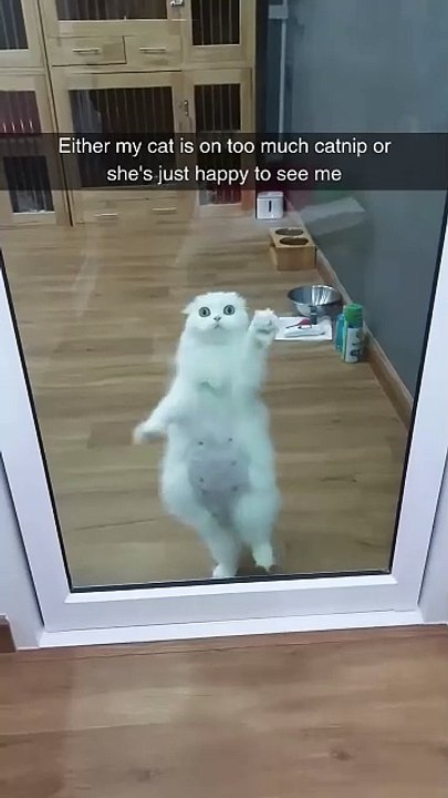 The catnip sounds more reasonable