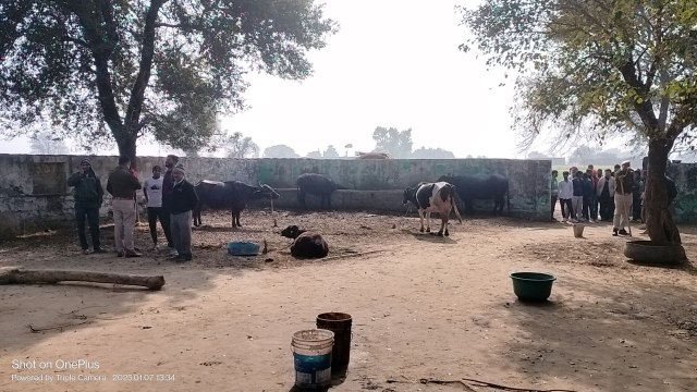 VIDEO: रात में गोवंश बछड़े को काटा, पुलिस ने बछड़े के अवशेष किए बरामद