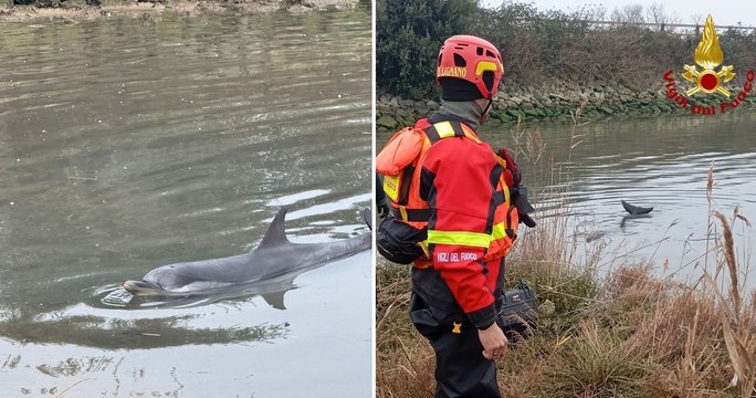 Delfino intrappolato in laguna: salvato dai Vigili del Fuoco (07.01.25)