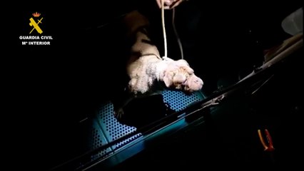 Rescatan a un perro que se asustó con el ruido de los petardos y se cayó el mar en Chipiona