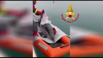 Salvataggio di un delfino bloccato in una secca a Lignano