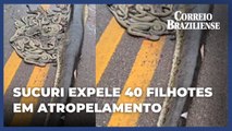 Sucuri grávida expele 40 filhotes em atropelamento no Mato Grosso
