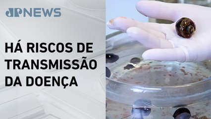 Verme que causa meningite é encontrado em moluscos no Rio de Janeiro