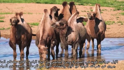 قصة وقصيدة الشاعر الفارس سلطان بن سطام الأدغم السبيعي