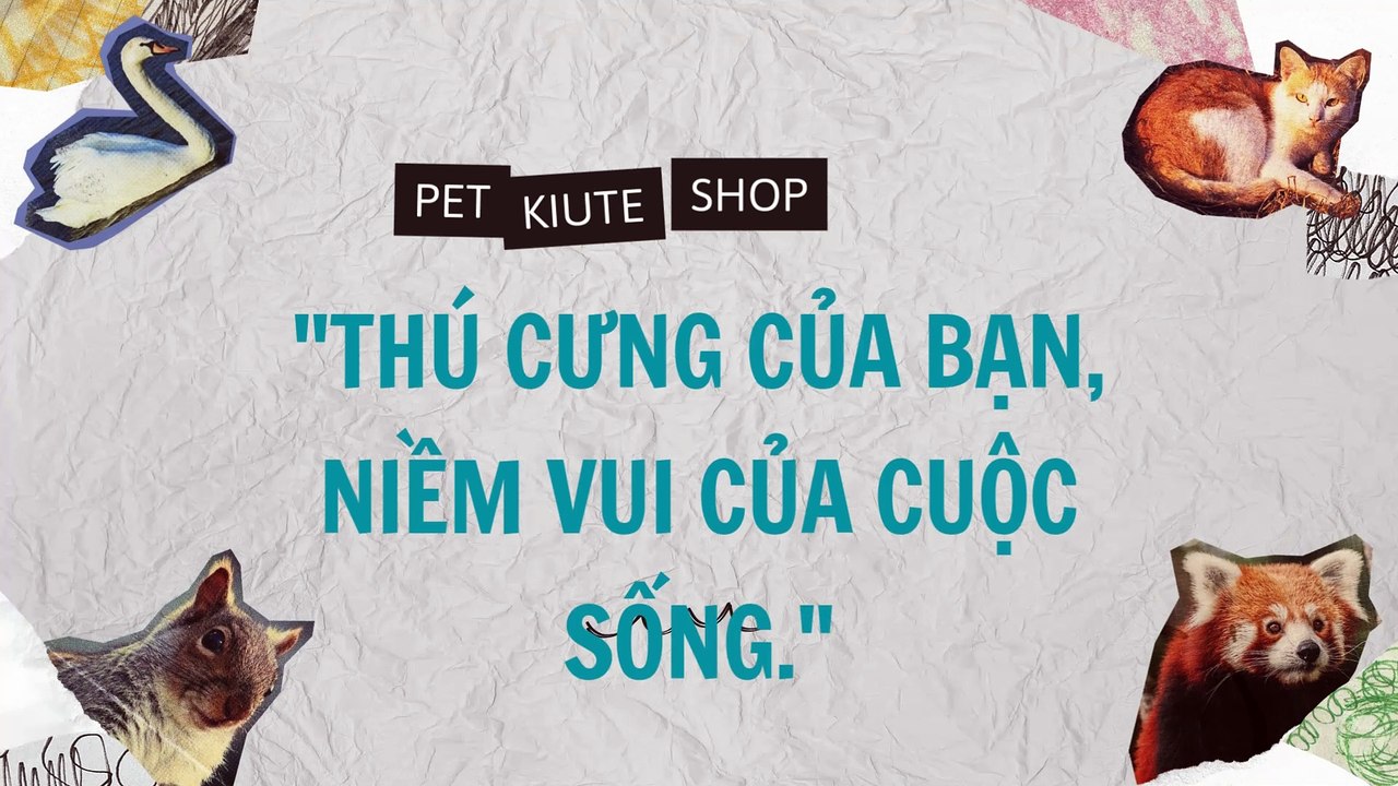 Vì Sao Nên Triệt Sản Cho Mèo