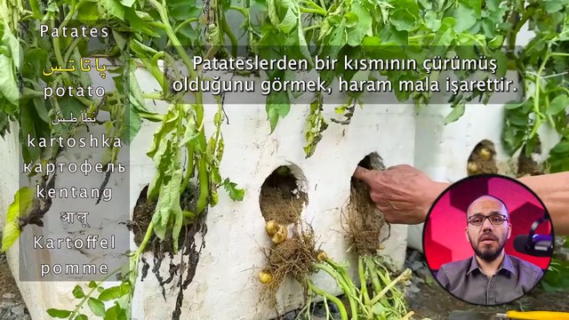 Rüyada Patates Görmek - İhya Rüya Tabirleri