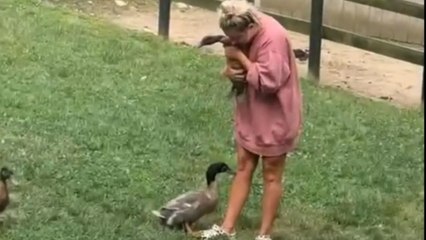 Duck's mood turns sour as it sees its mom carrying another duck
