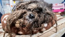 Une toiletteuse pour chiens reçoit le pire cas de sa carrière : 9M de personnes n'en croient pas leurs yeux (vidéo)