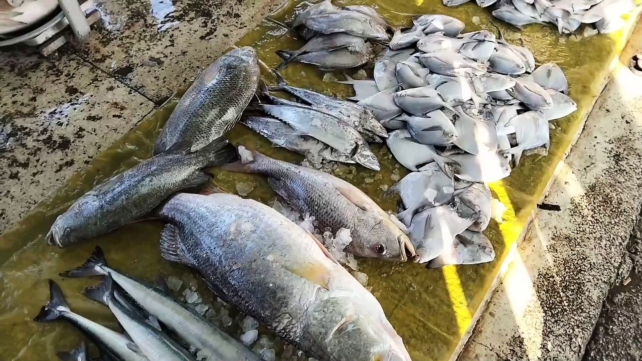 Exotic Indian Ocean Fish Market | Exclusive Sea Fish Market Tour