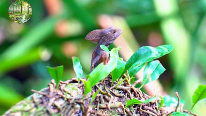 "Amazing Scenes: Live Footage of Animals in High Quality"
