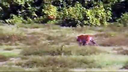 Dead Body of Royal Bengal Tiger at KNP Kaliabor