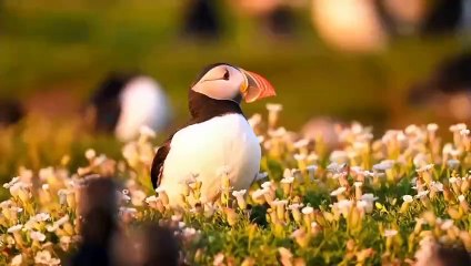 "Amazing Scenes: Live Footage of Animals in High Quality"